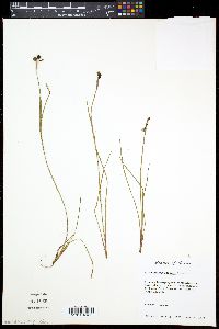 Sisyrinchium biforme image