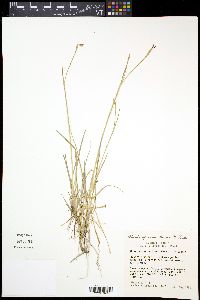 Sisyrinchium demissum image