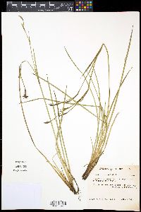 Sisyrinchium arenicola image