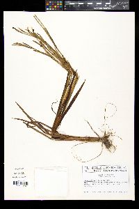 Sisyrinchium iridifolium image