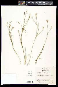 Sisyrinchium pruinosum image