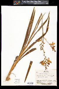 Tritonia crocosmiflora image