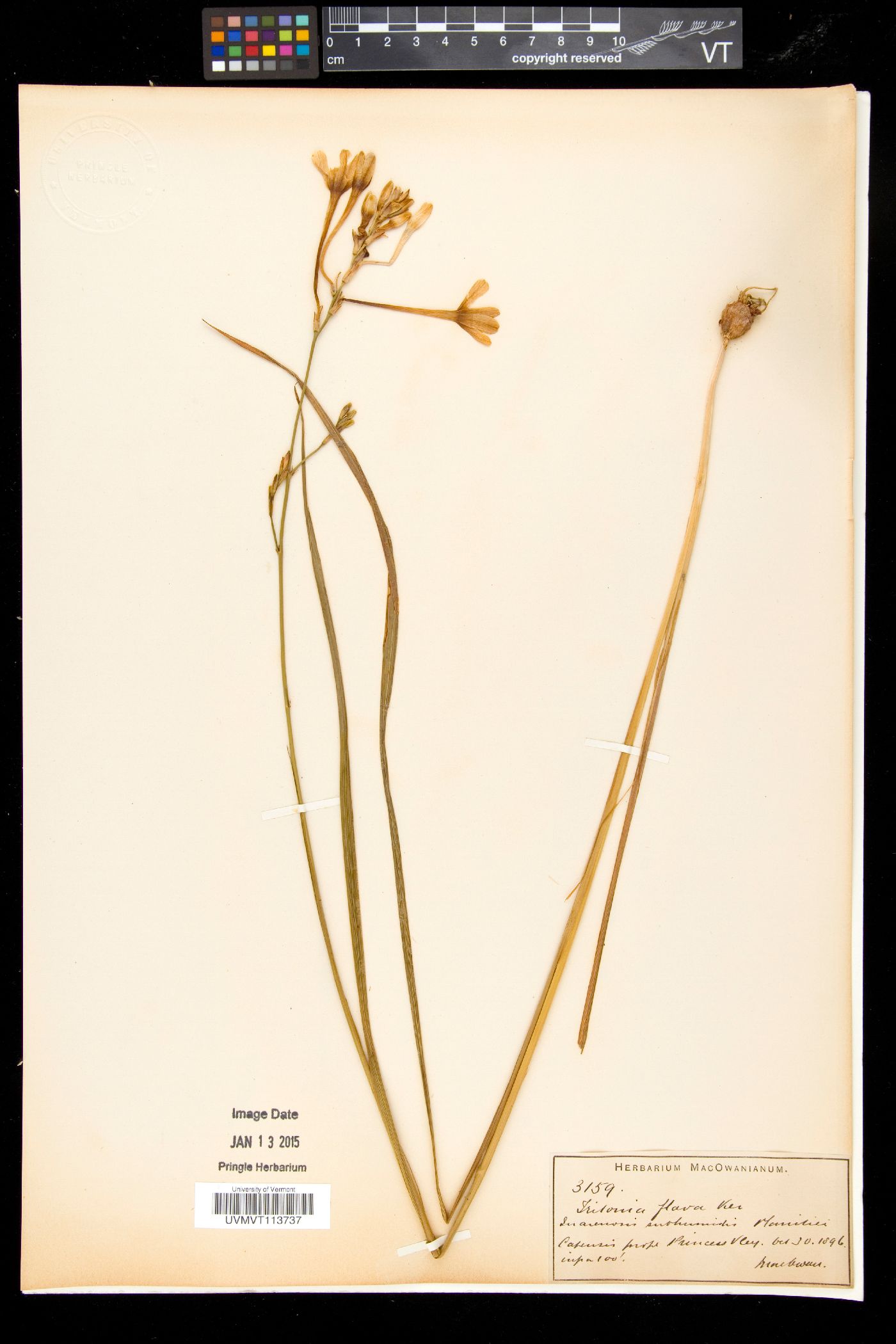Tritonia flabellifolia image