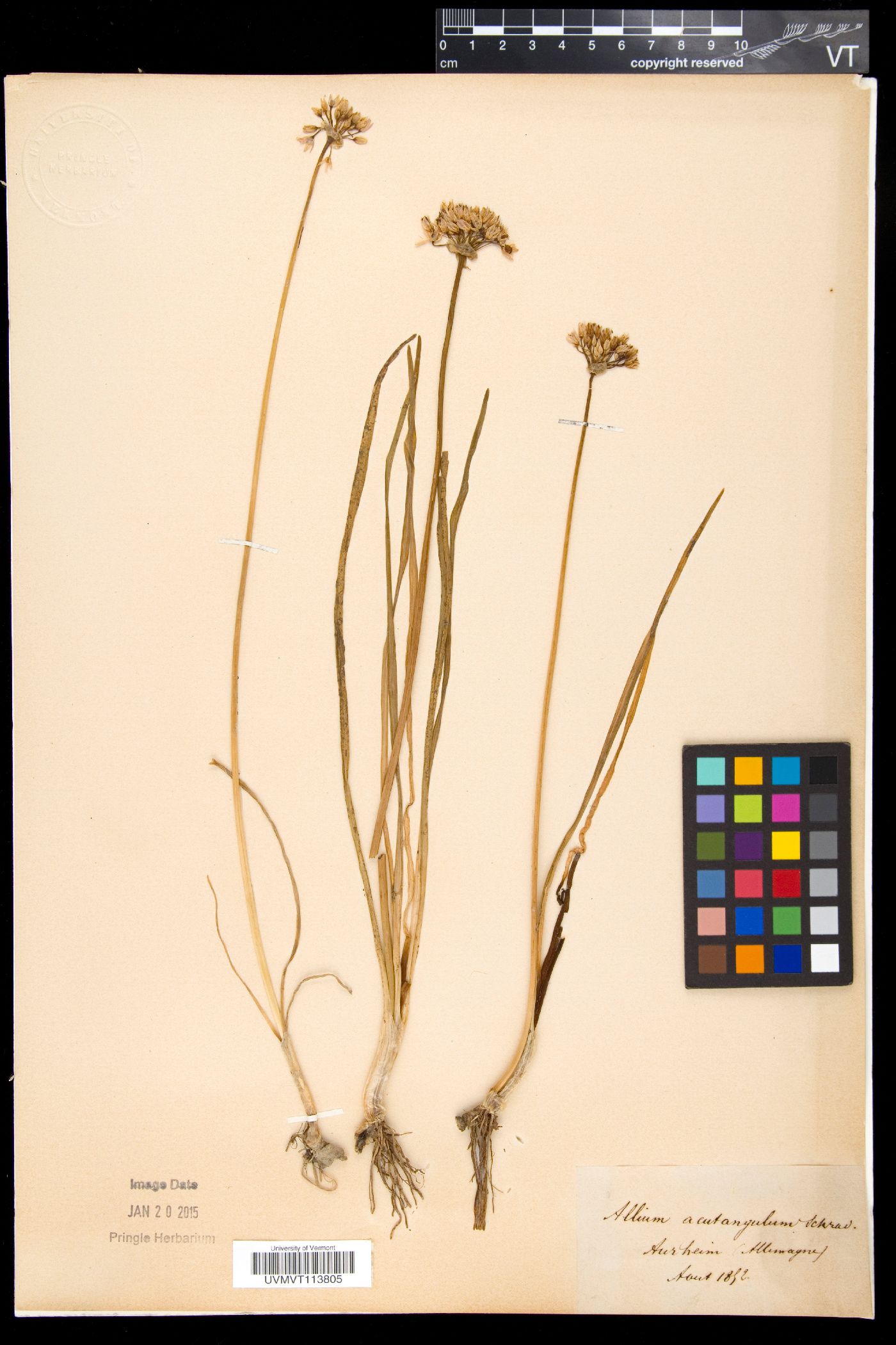 Allium angulosum image