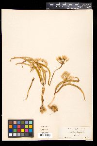 Allium anceps image