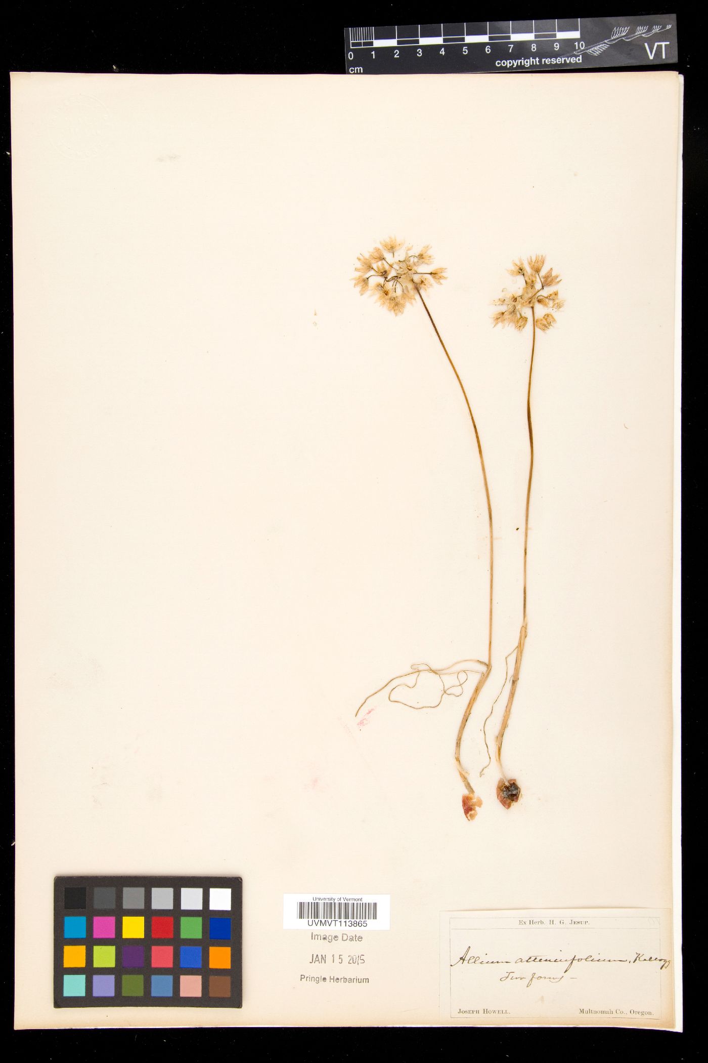 Allium attenuifolium image