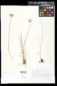 Allium canadense var. mobilense image