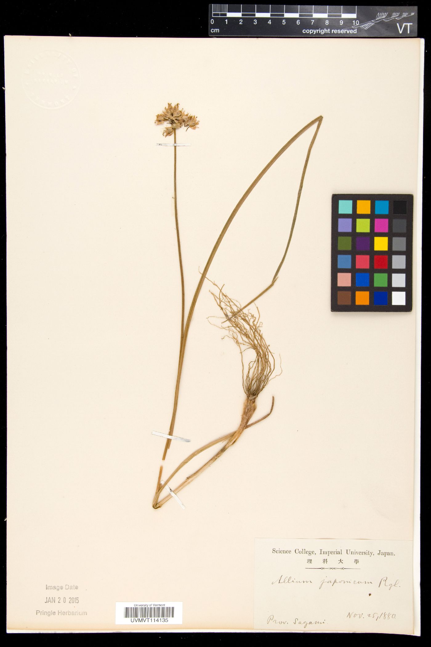 Allium japonicum image