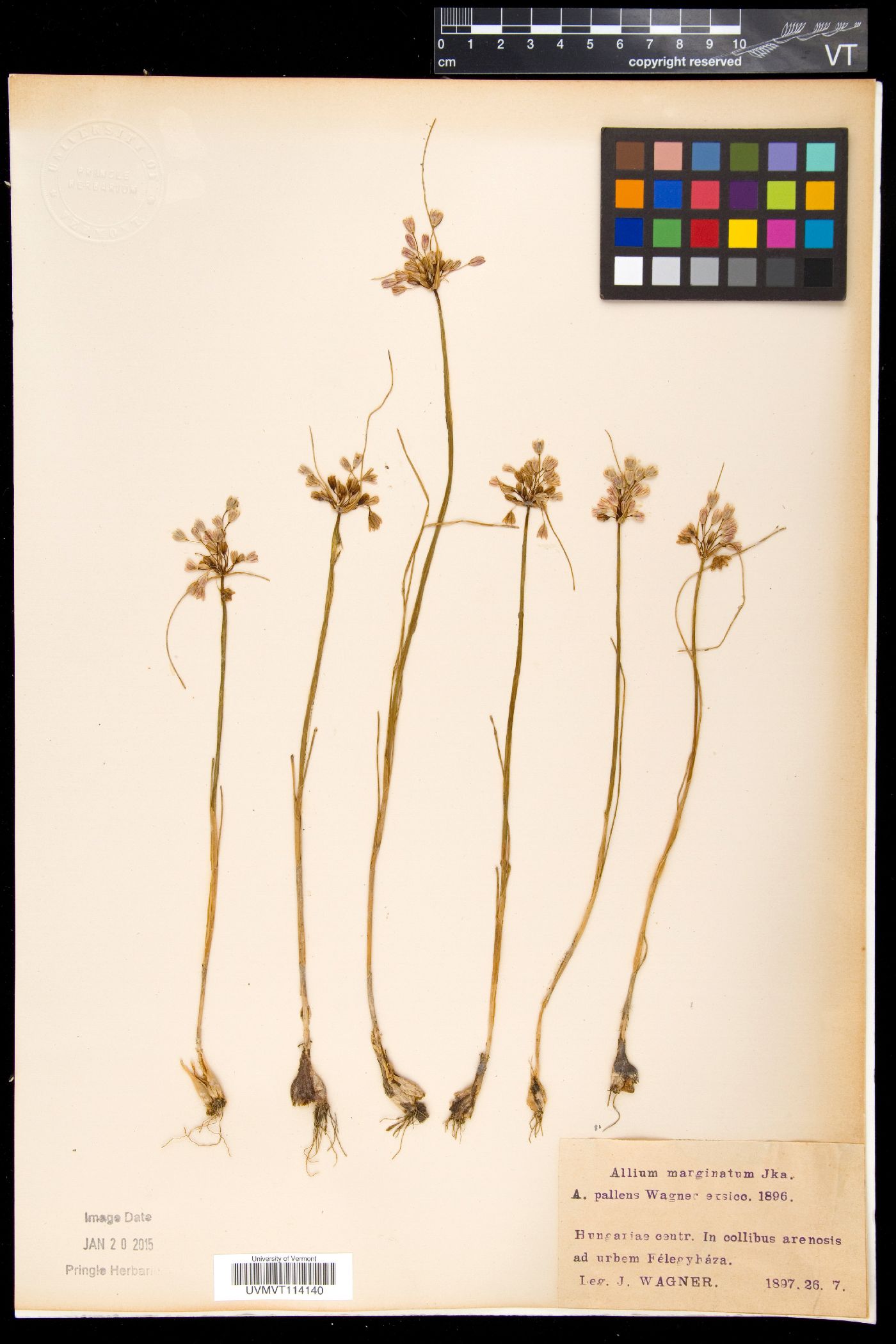 Allium marginatum image