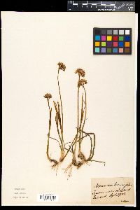 Allium lusitanicum image