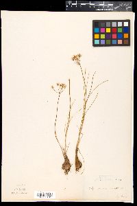 Allium moschatum image