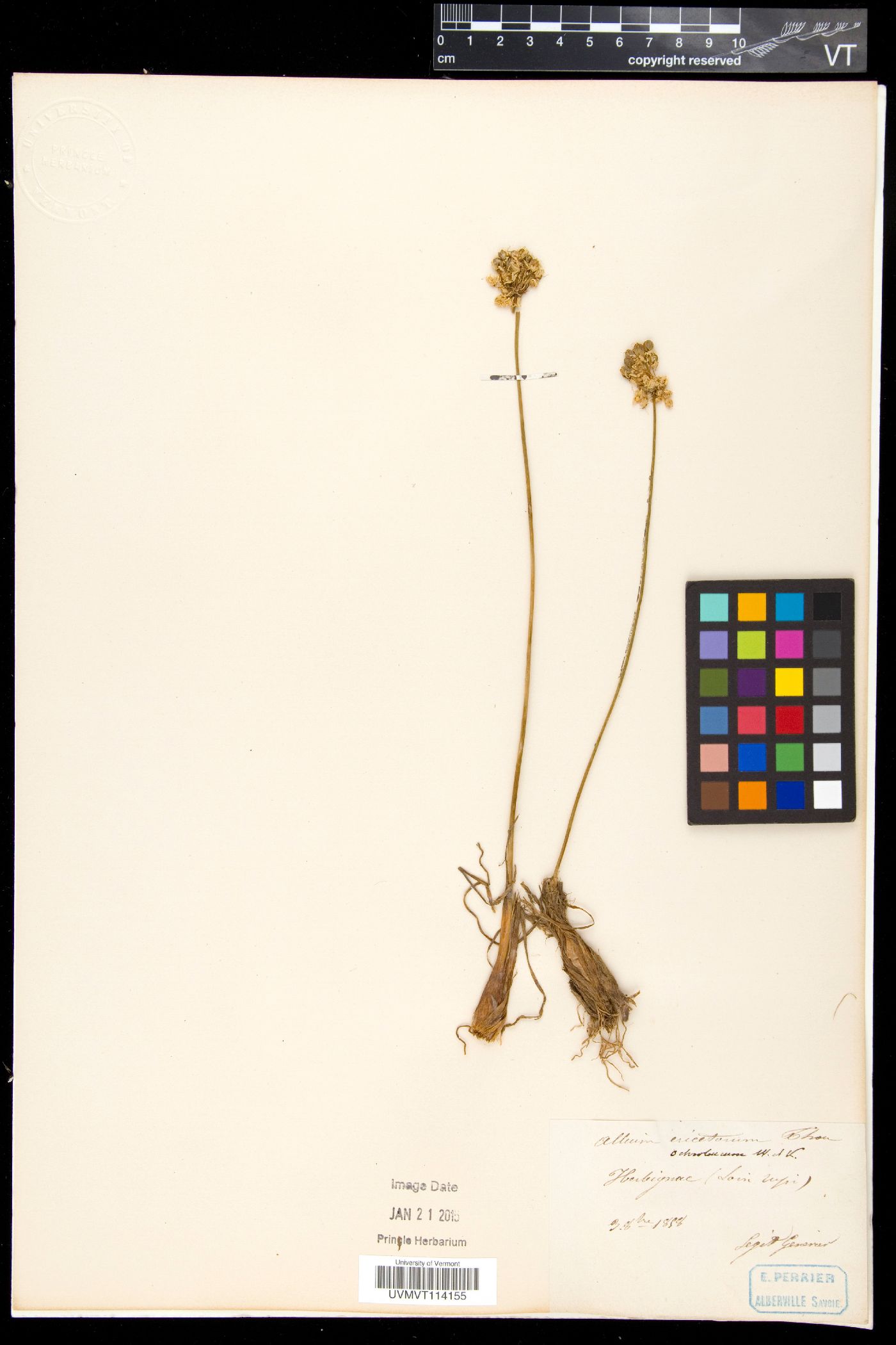 Allium ericetorum image