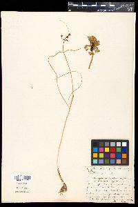 Allium pallens image