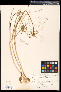Allium paniculatum image