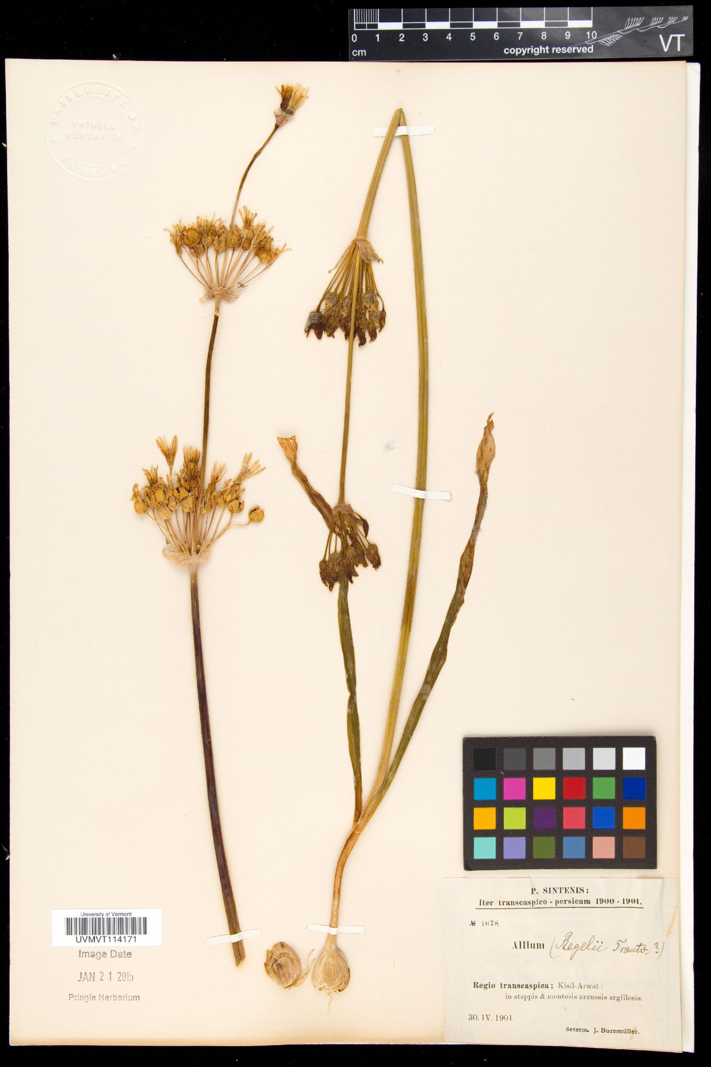 Allium regelii image