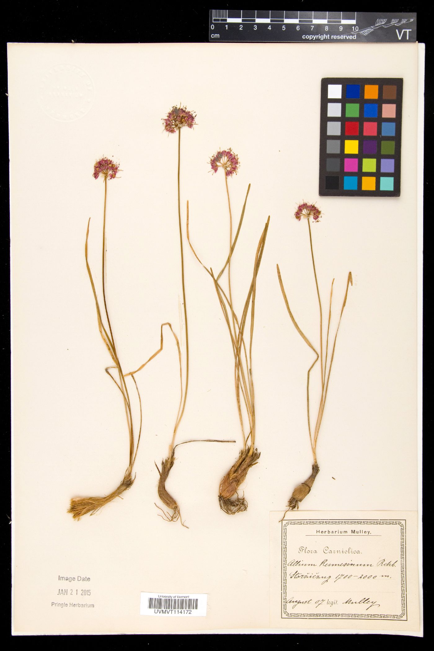 Allium kermesinum image