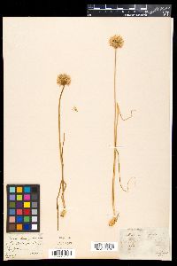 Allium schoenoprasum image