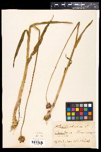 Allium scorodoprasum image