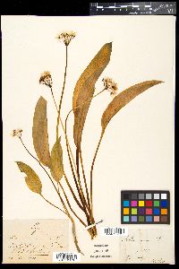 Allium ursinum image