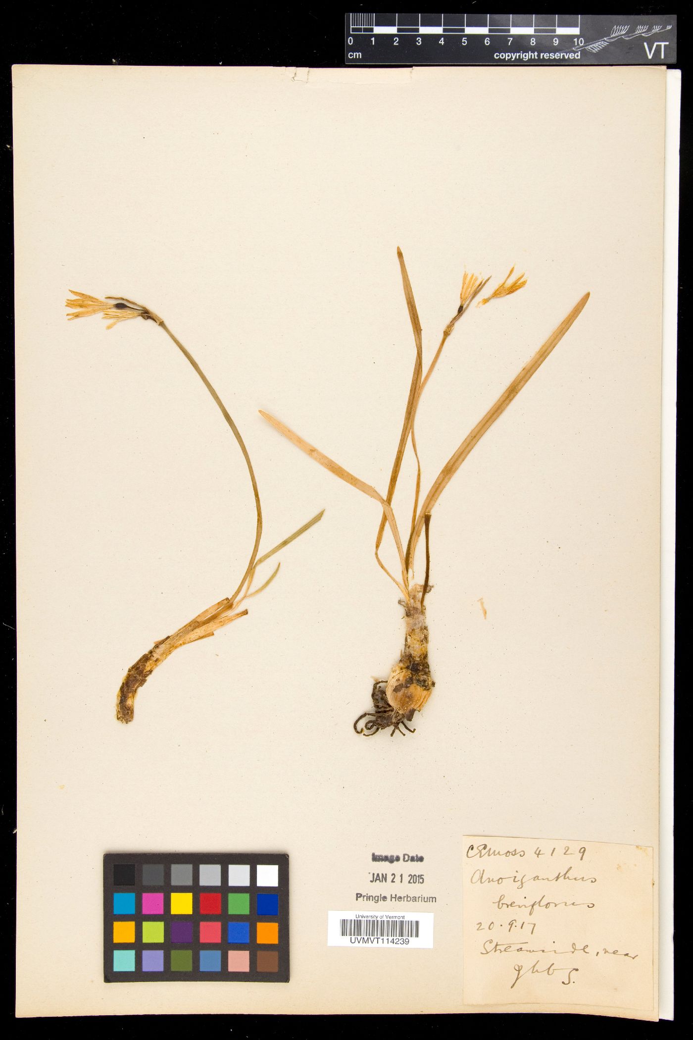 Cyrtanthus breviflorus image