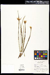 Cooperia drummondii image