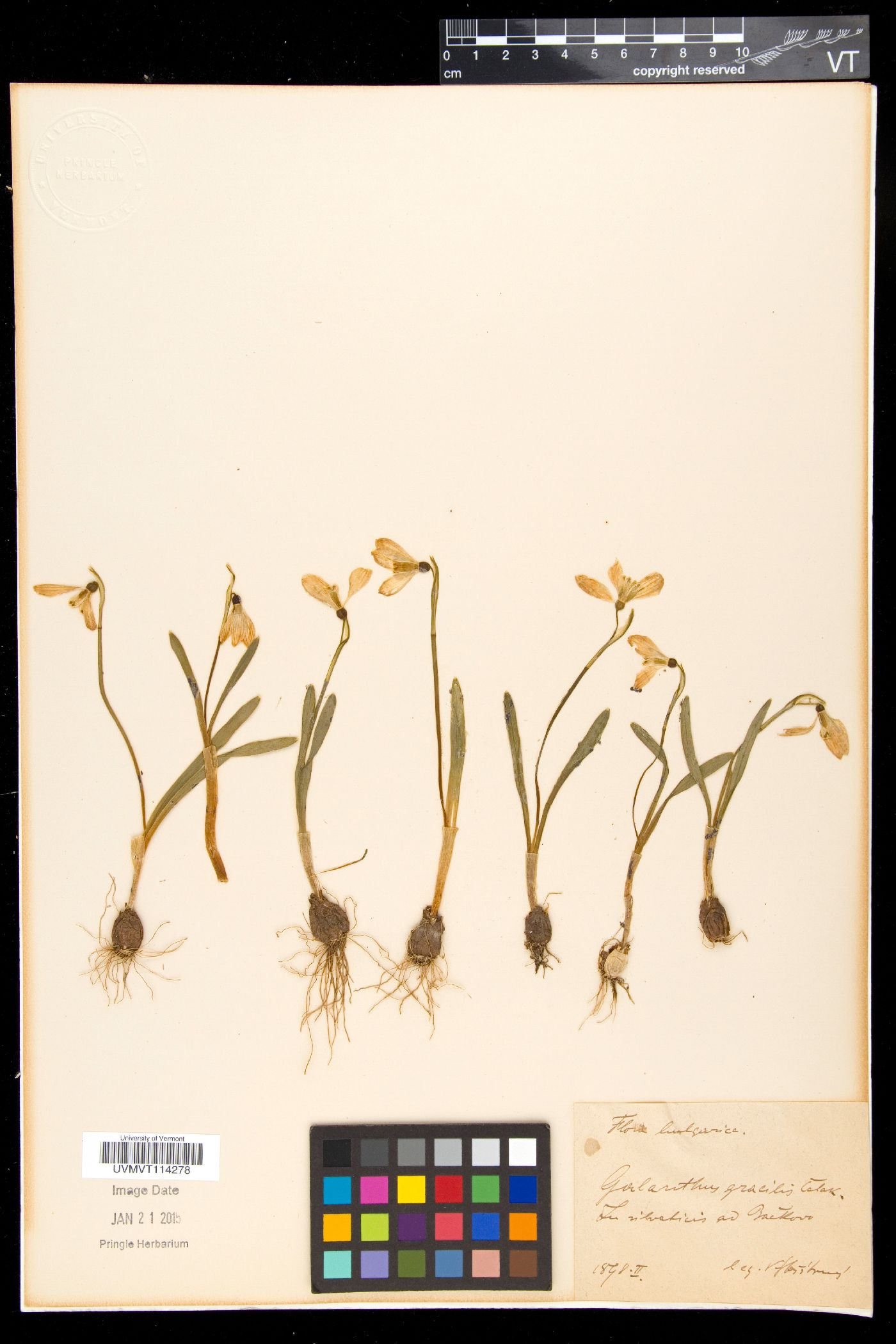 Galanthus gracilis image