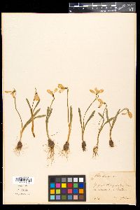 Image of Galanthus gracilis