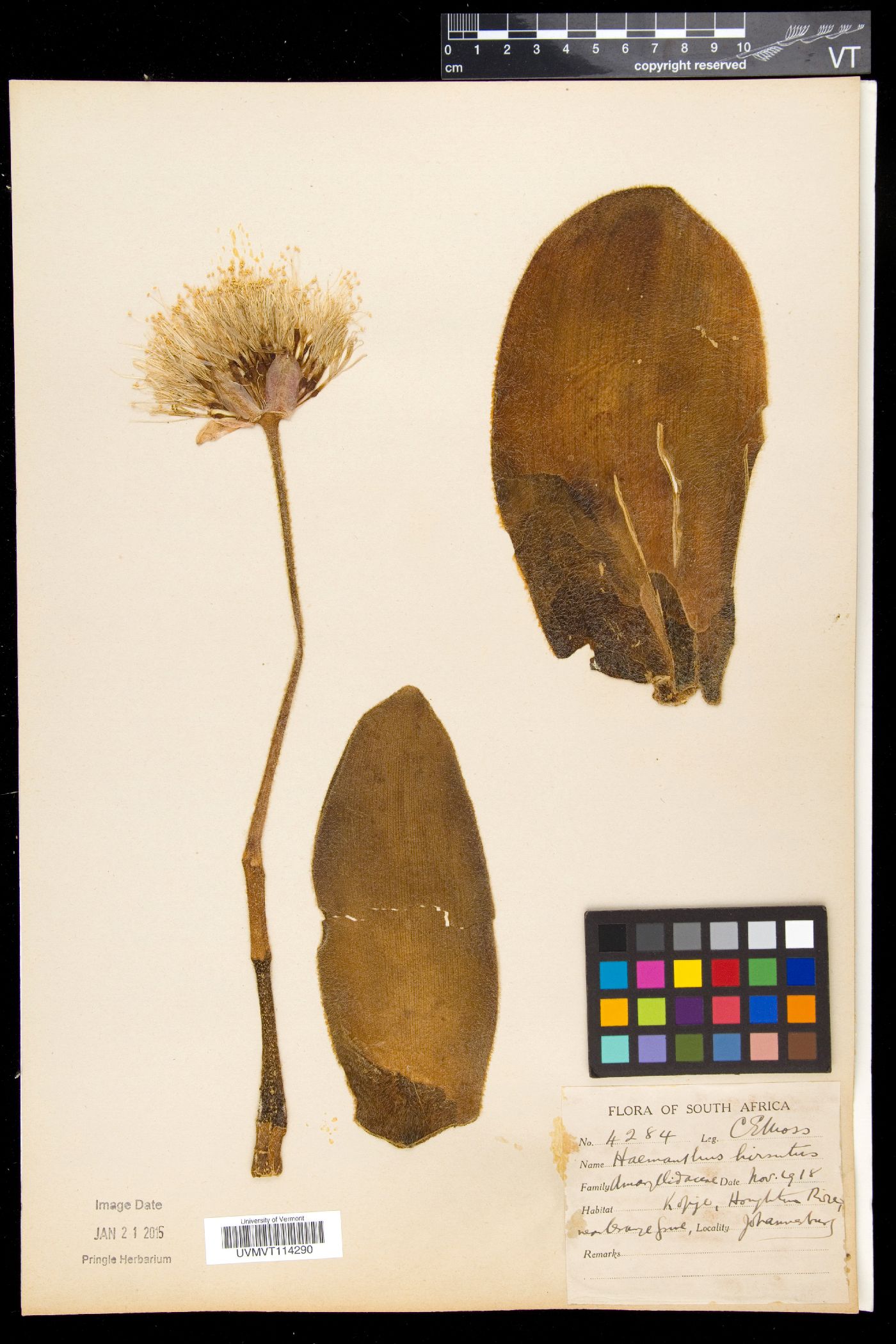 Haemanthus image