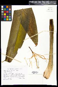 Image of Hymenocallis speciosa