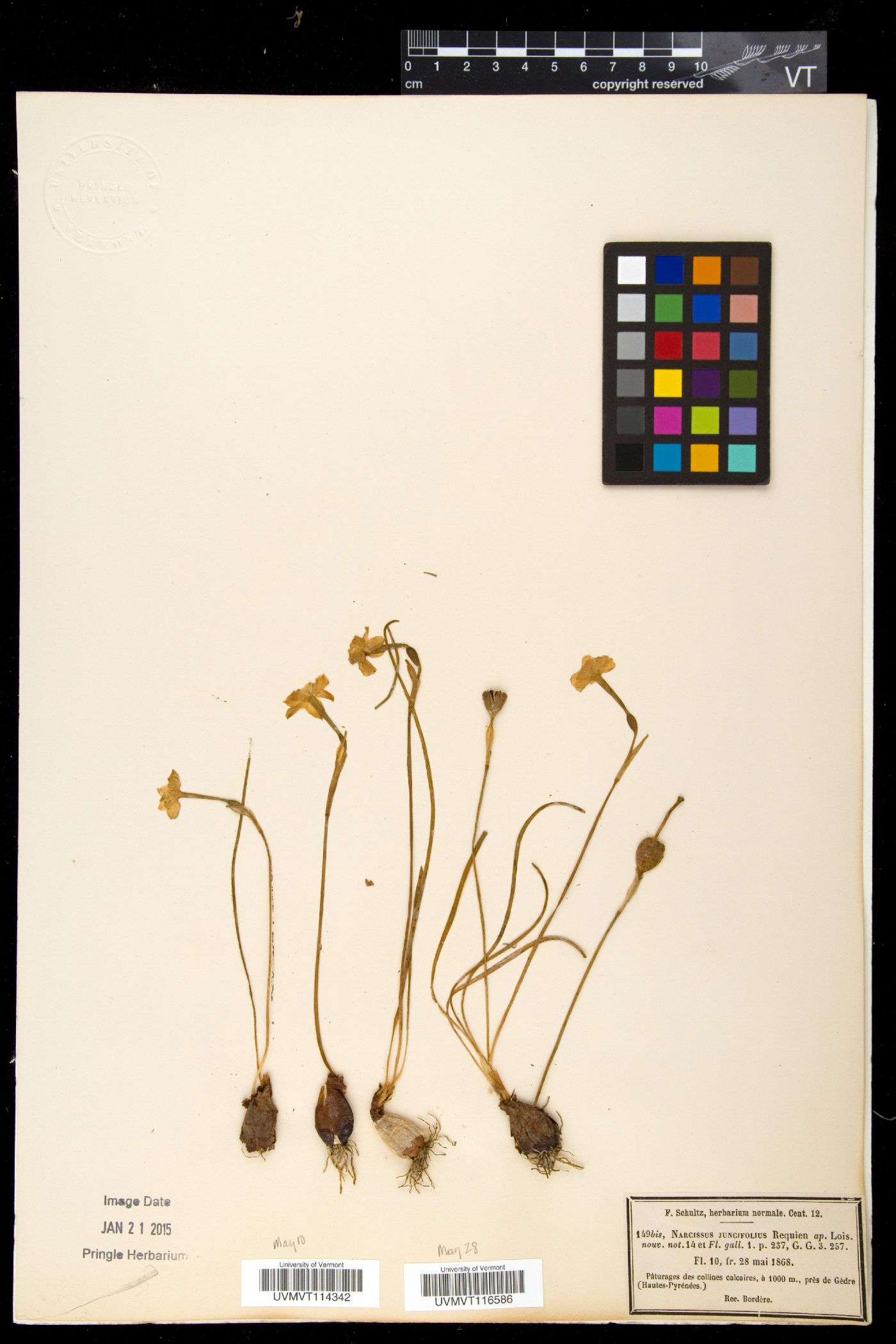 Narcissus flavus image