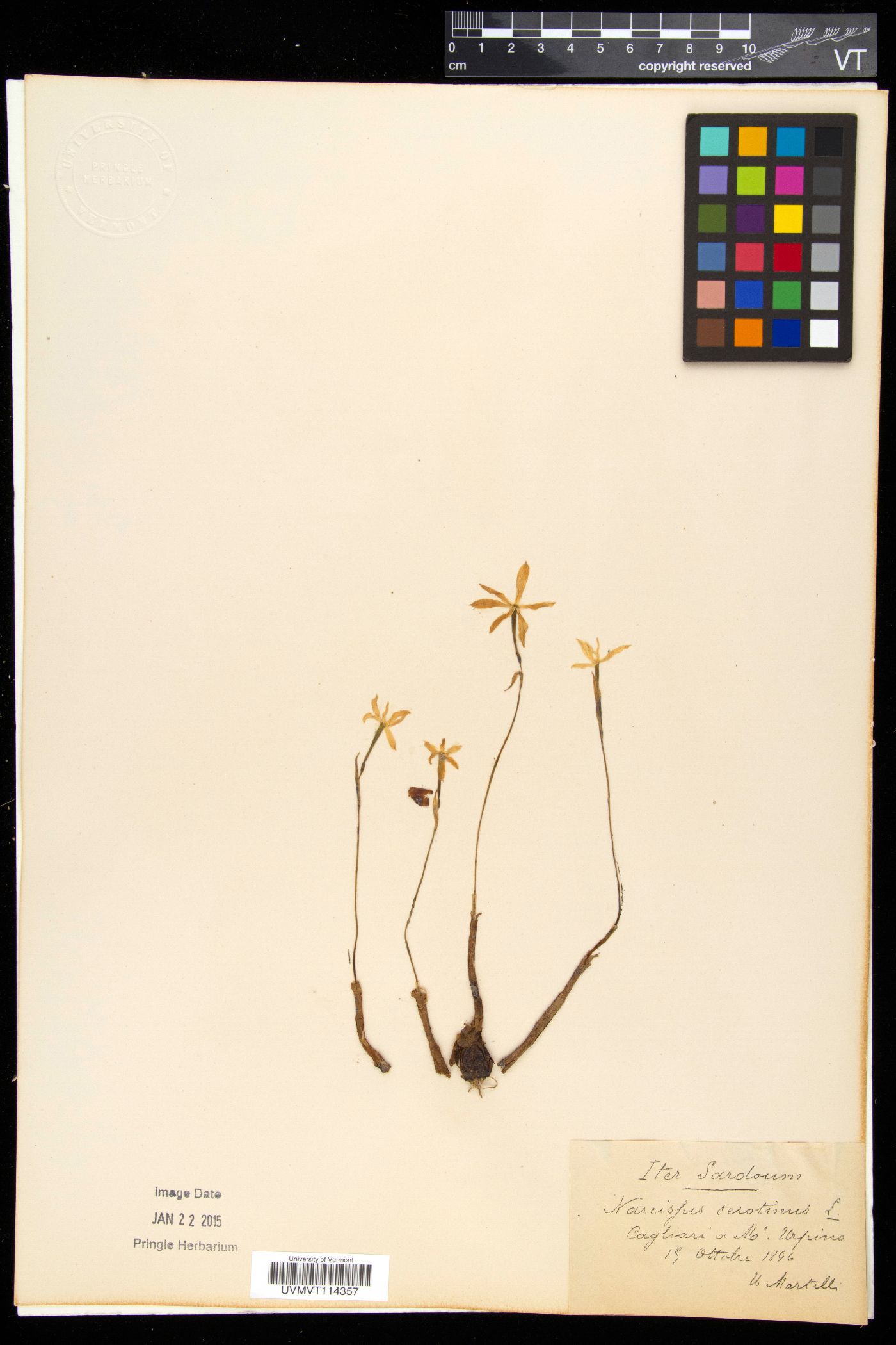 Narcissus serotinus image