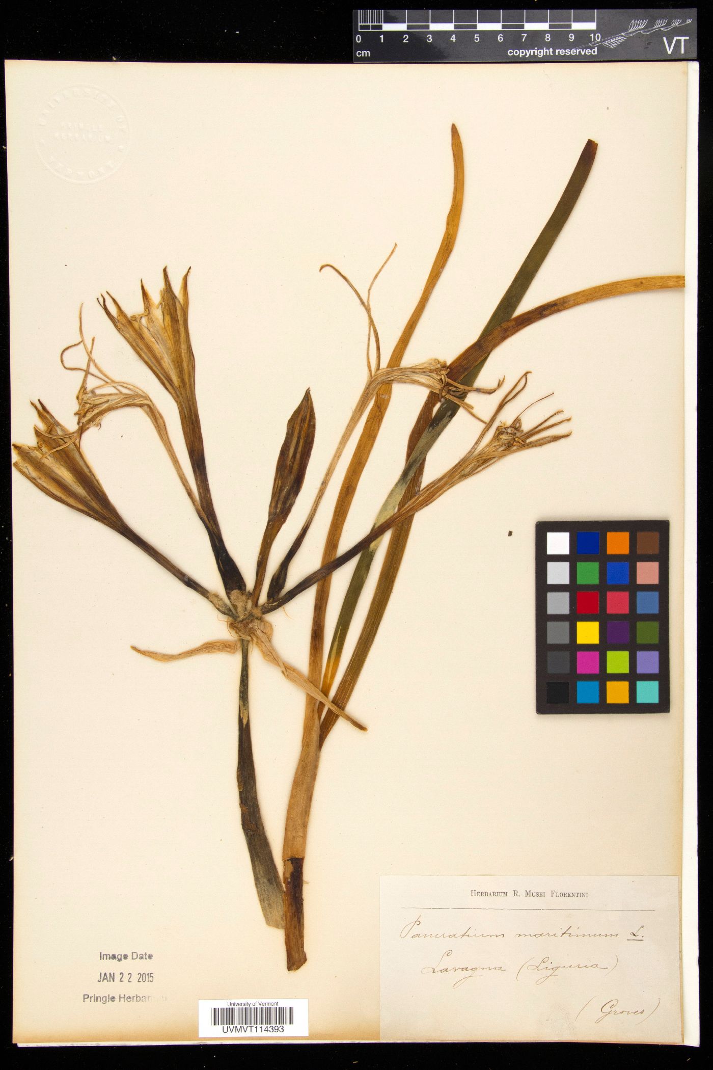 Pancratium maritimum image