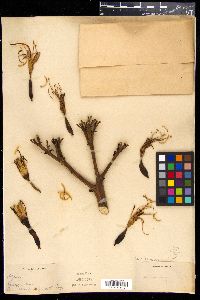 Agave americana subsp. americana image