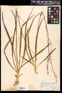 Anthericum ramosum image