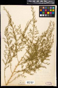 Image of Asparagus dauricus