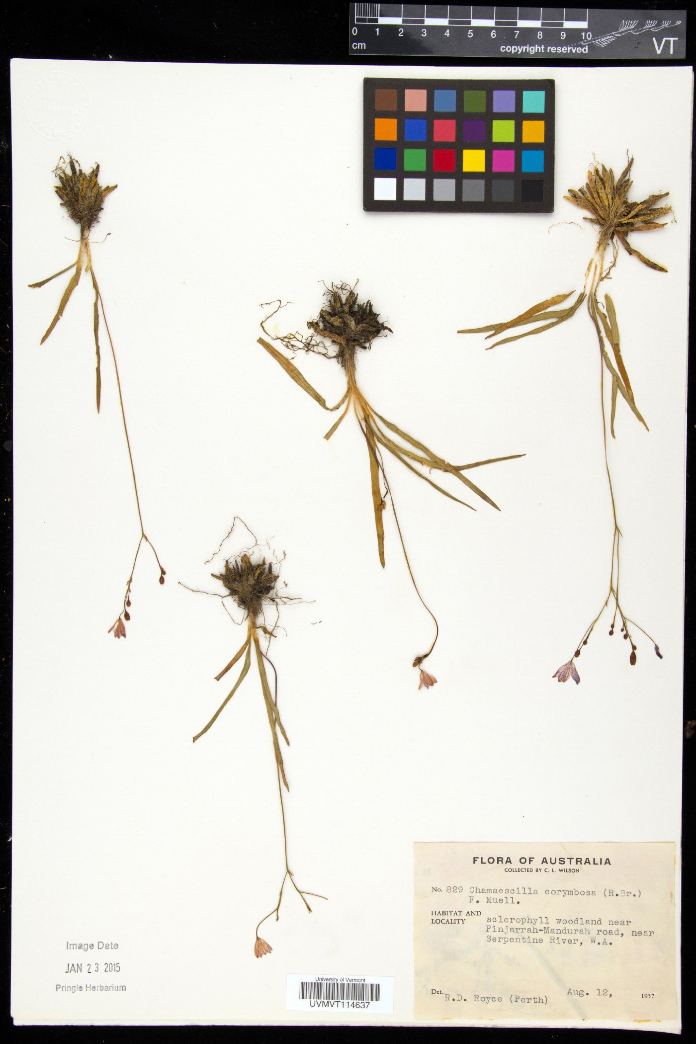 Chamaescilla image