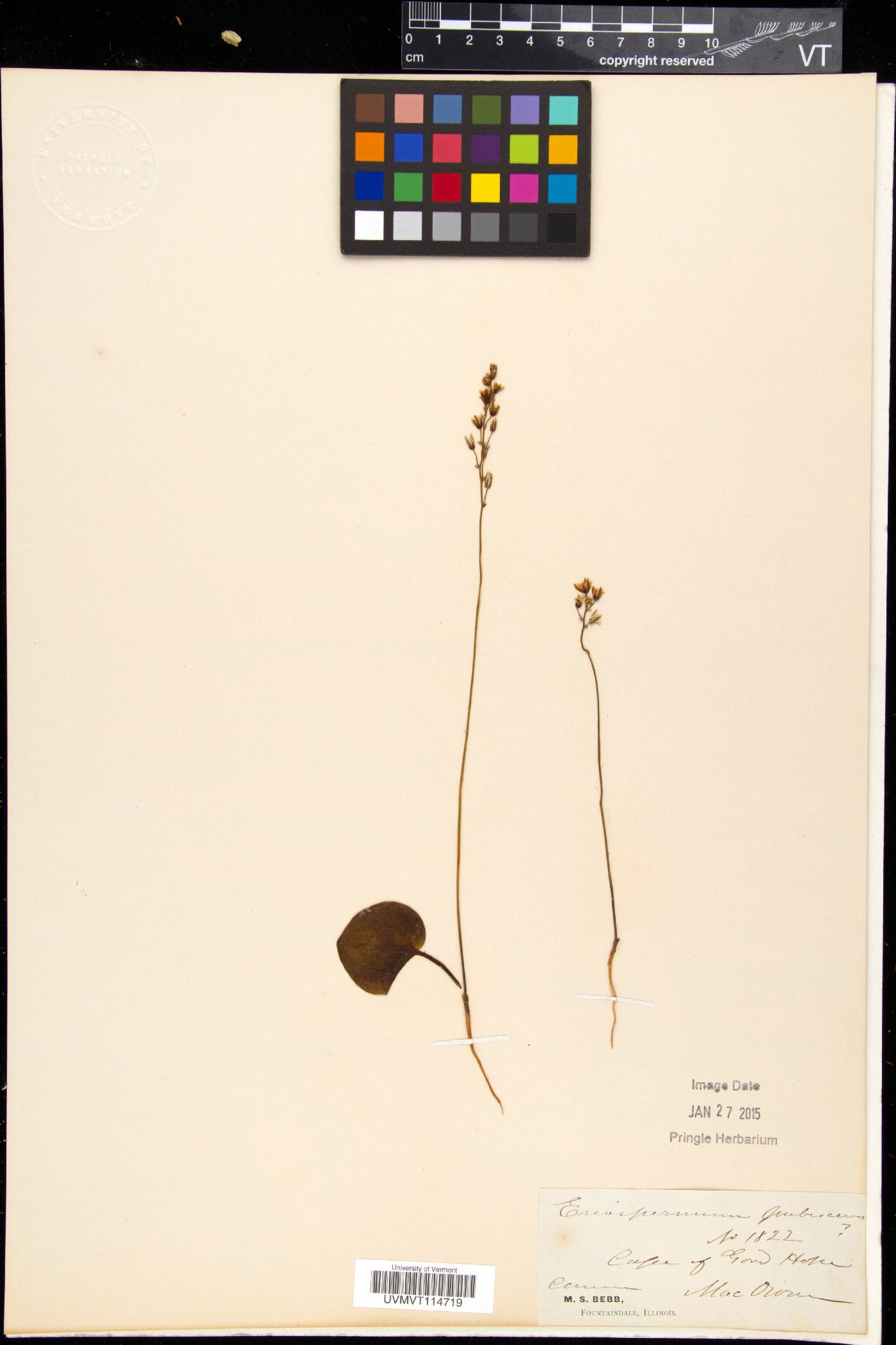 Eriospermum pubescens image