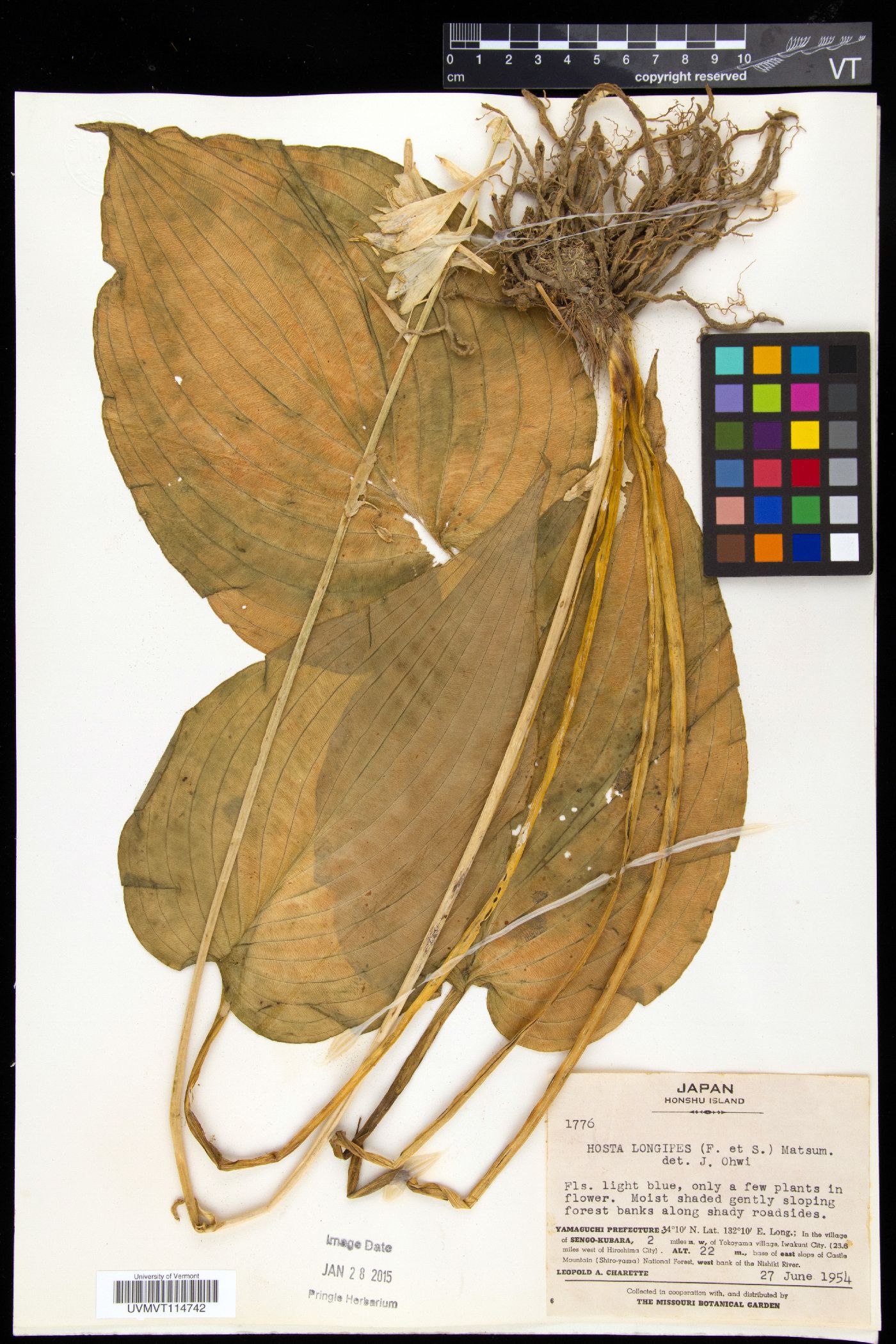 Hosta longipes image