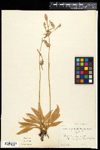 Media resource of Cornutia coerulea