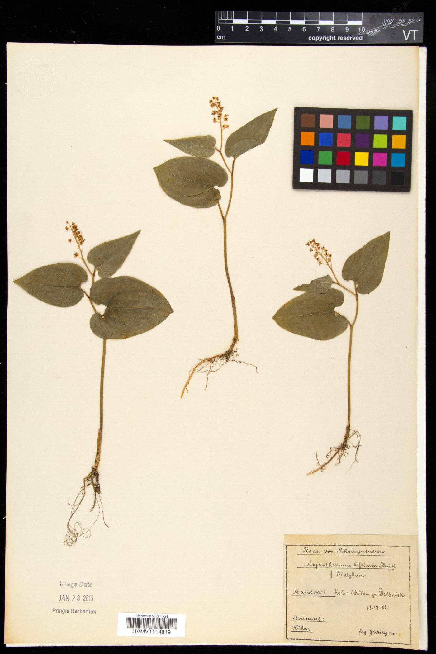 Maianthemum bifolium image