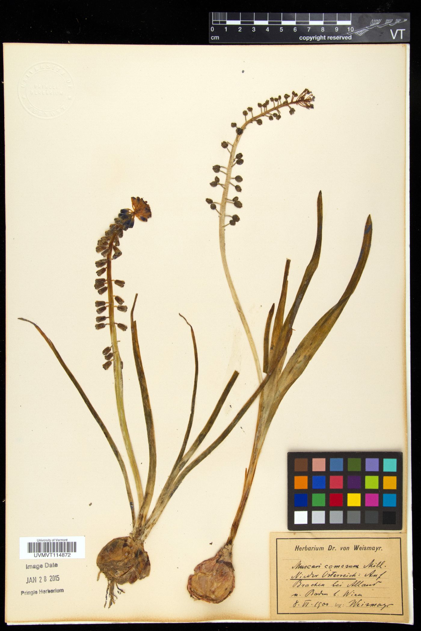 Muscari comosum image