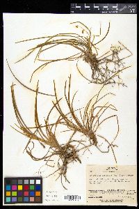 Ophiopogon japonicus image