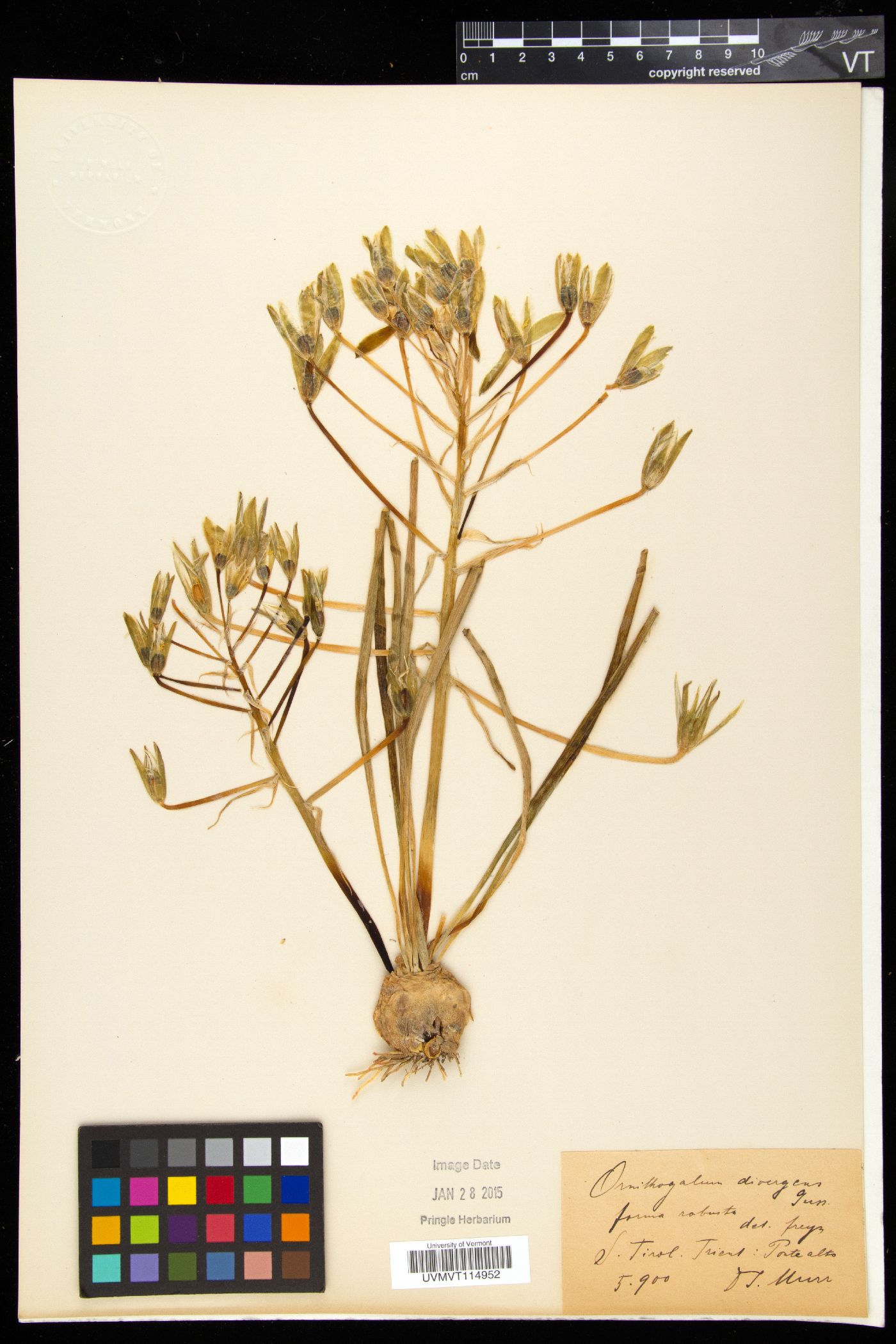 Ornithogalum divergens image