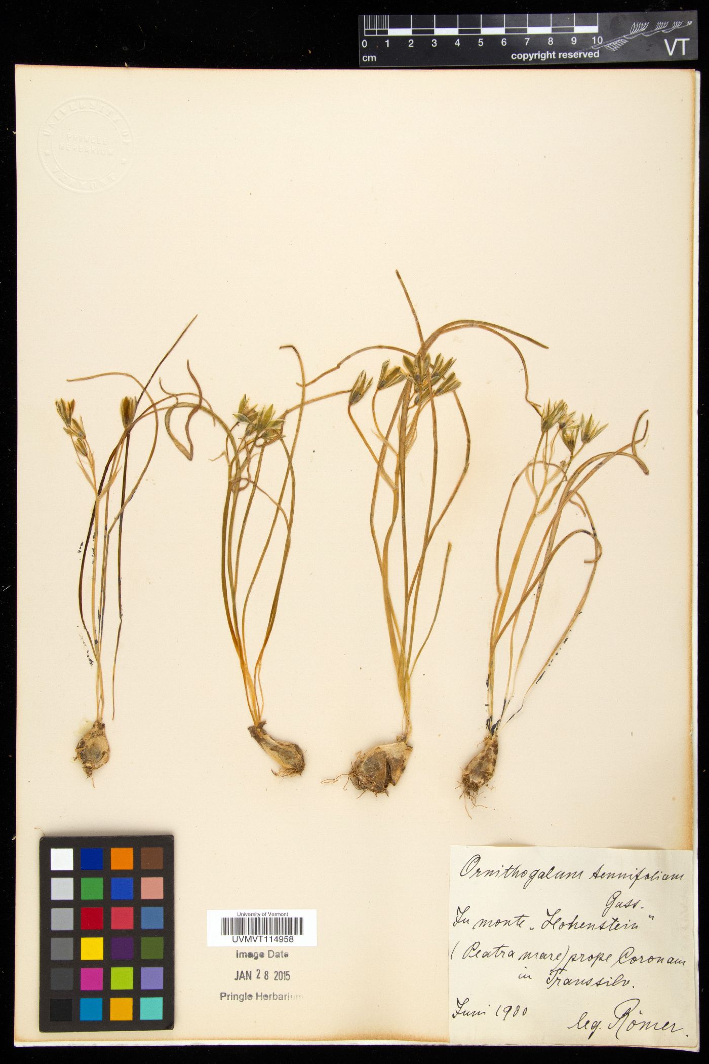 Albuca virens image