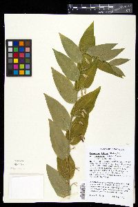 Polygonatum biflorum var. commutatum image