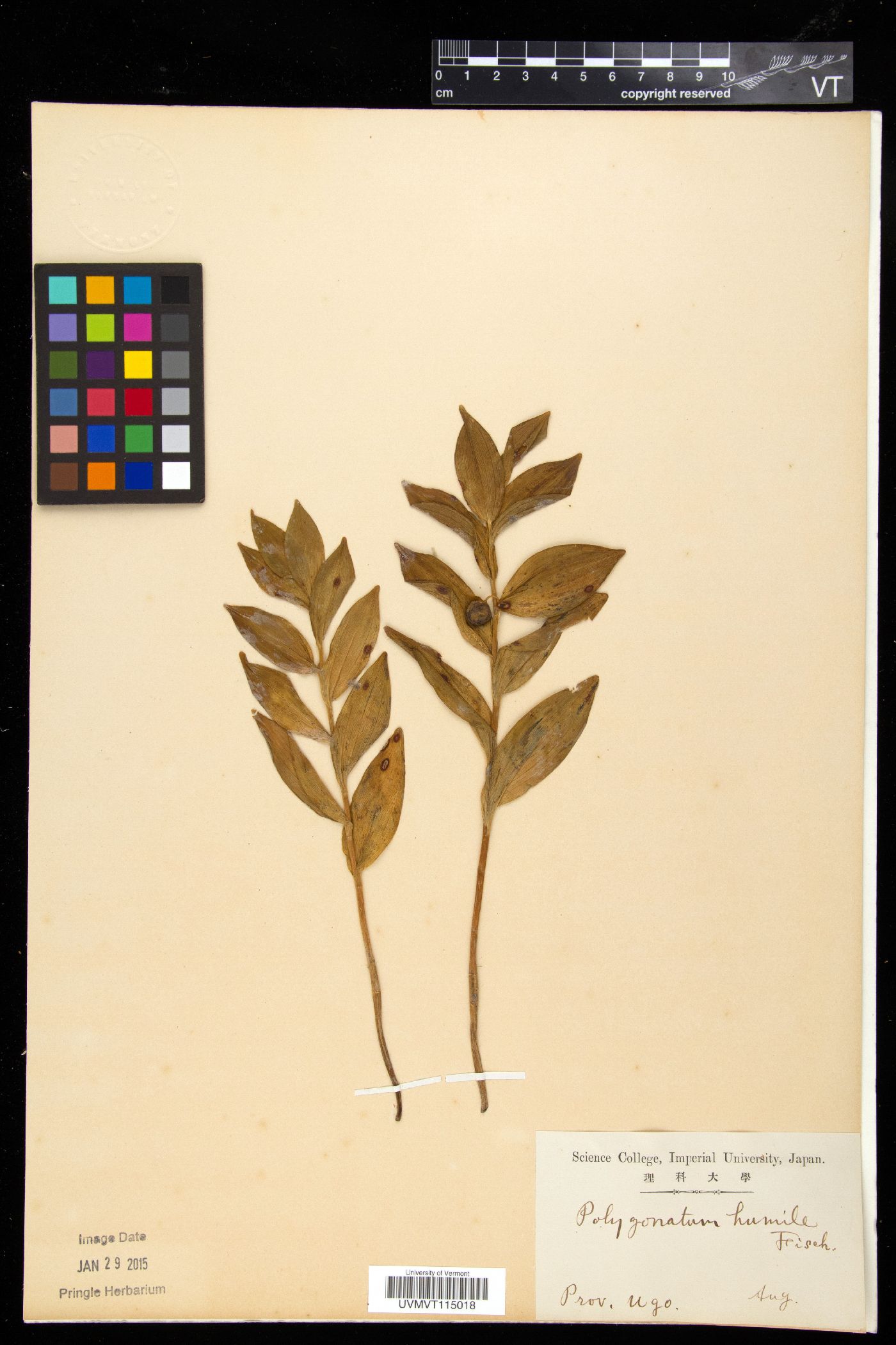 Polygonatum humile image