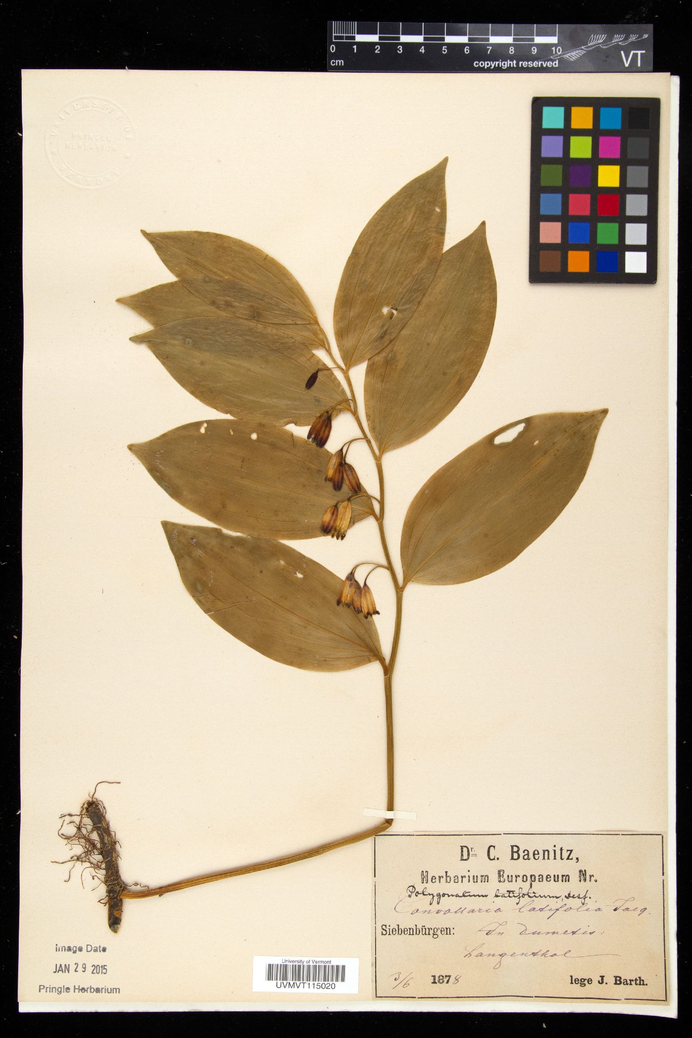 Polygonatum latifolium image