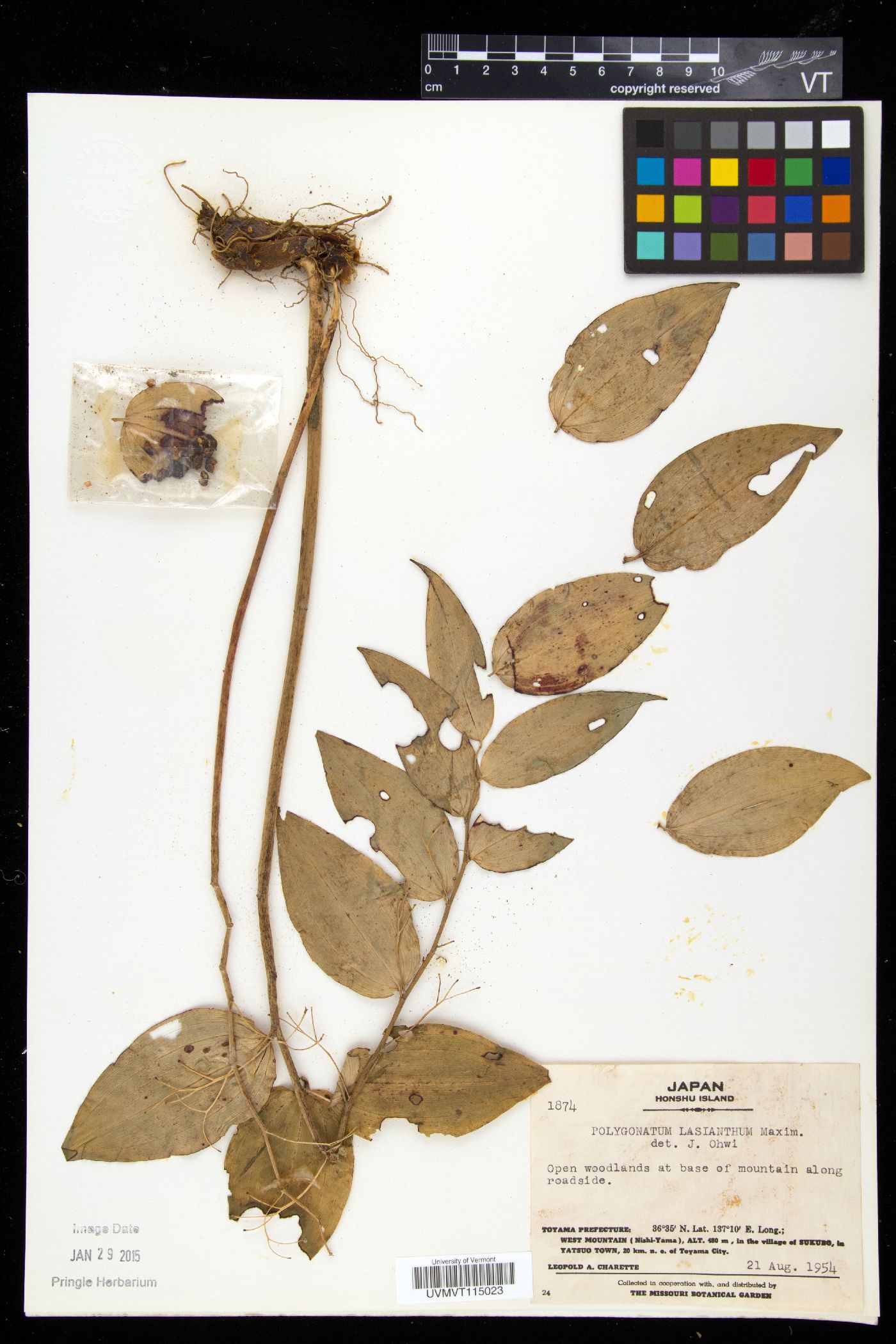 Polygonatum lasianthum image