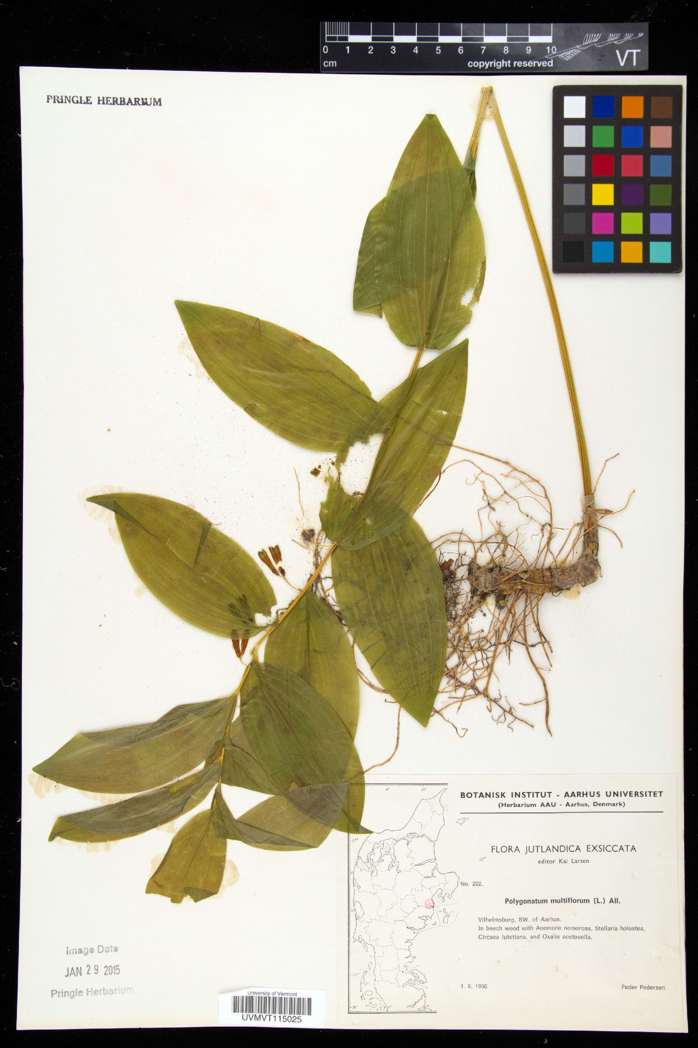 Polygonatum multiflorum image
