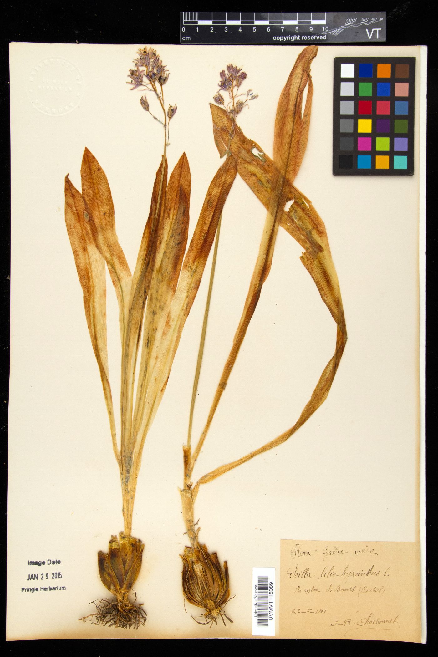Scilla lilio-hyacinthus image